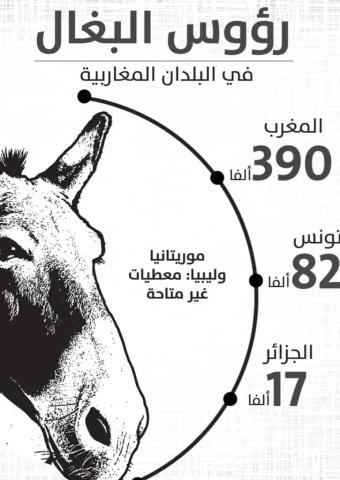 صورة تعود لارشيف الفاو  2018