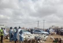 سوق المواشي صباح اليوم
