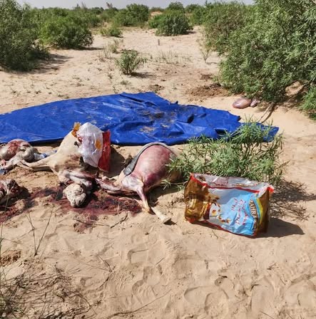 شركة مسالخ انواكشوط تعلن ضبط كميات من اللحوم تحمل أختاما مزورة